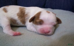 Cavapoo dogs for sale: Penny - Image 7