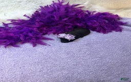 Morkie dogs for sale: Sugar - Image 9