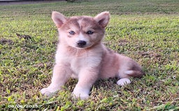 Gerberian Shepsky dogs for sale: Chloe - Image 1