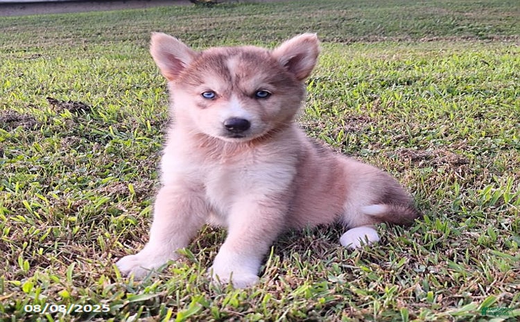 Gerberian Shepsky dogs for sale - Ad 5