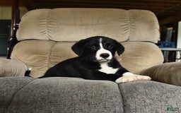 Bernese Mountain Dog dogs for sale: Falcon - Image 8