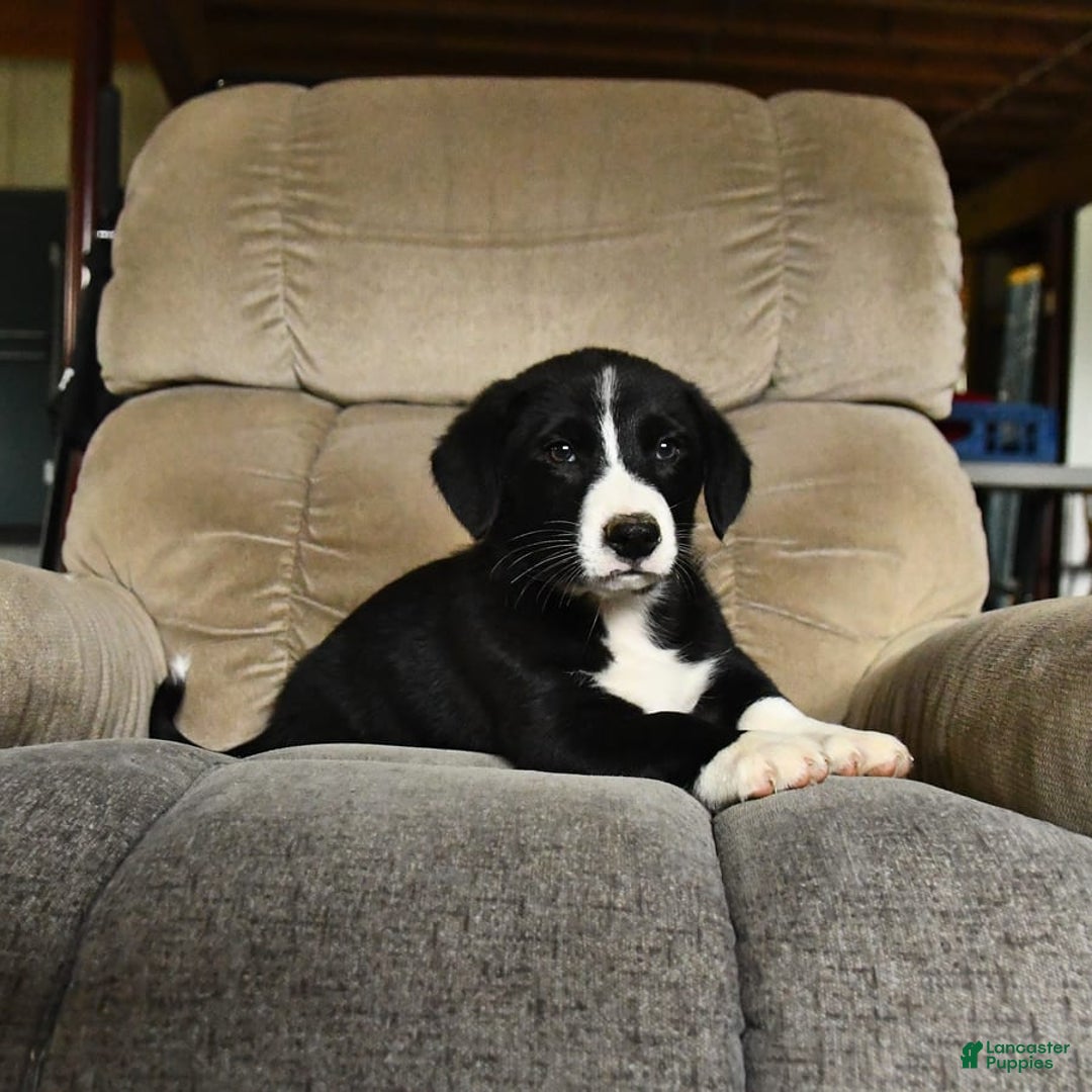 Bernese Mountain Dog dogs for sale: Falcon - Image 8