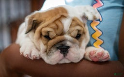 English Bulldog dogs for sale: Stella - Image 1
