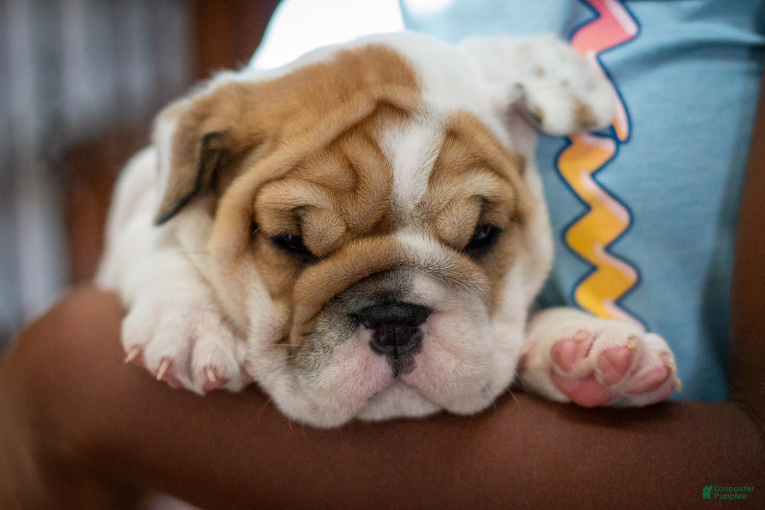 English Bulldog dogs for sale: Stella - Image 1