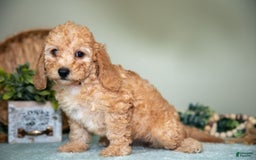 Cavapoo dogs for sale: Glenda - Image 1