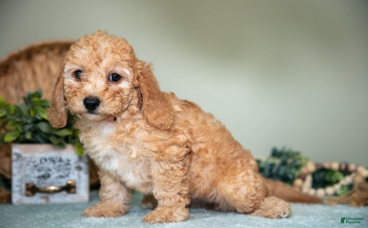 Cavapoo dogs for sale - Ad 5