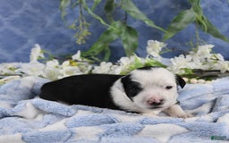 Miniature Australian Shepherd dogs for sale: Axel Toy - Image 45