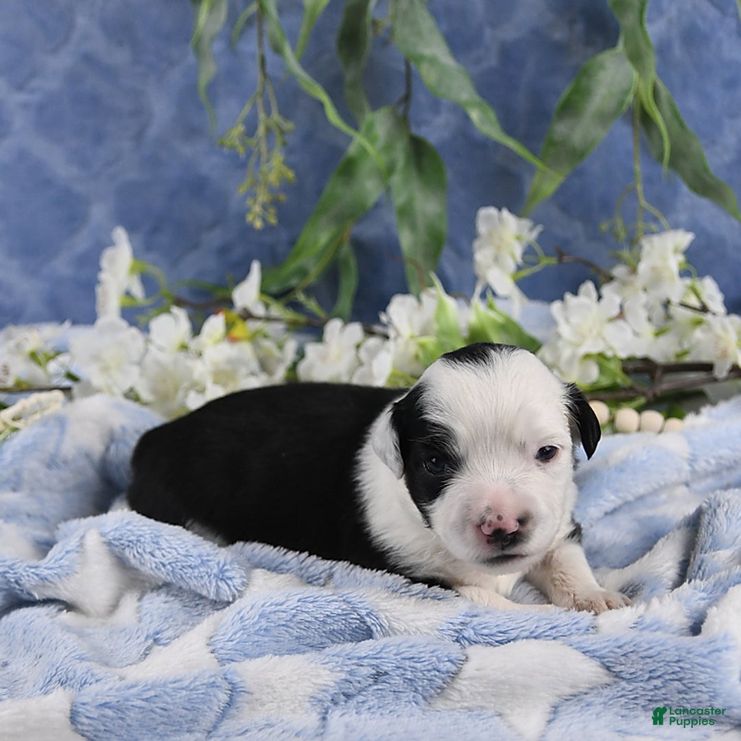 Miniature Australian Shepherd dogs for sale: Axel Toy - Image 45