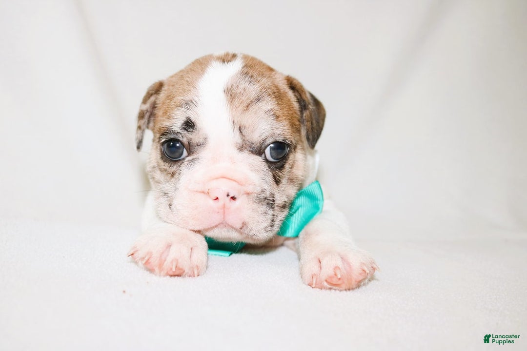 French Bulldog dogs for sale: Zeus Akc - Image 22