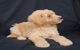 Bichpoo dogs for sale: Buster - Image 3