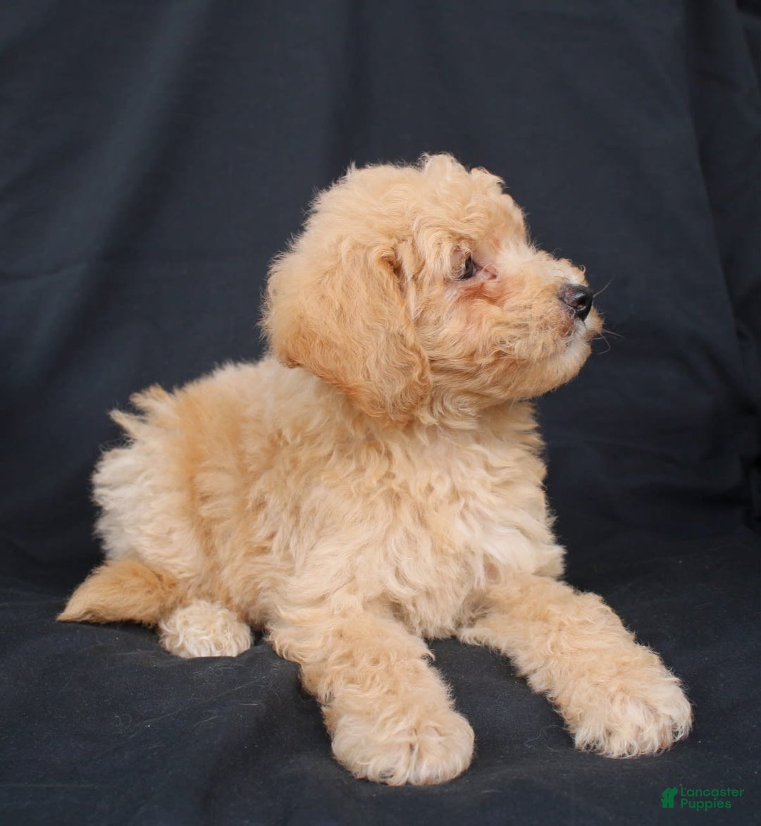 Bichpoo dogs for sale: Buster - Image 3