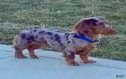 Miniature Dachshund dogs for sale: Mr. Sammy - Image 8
