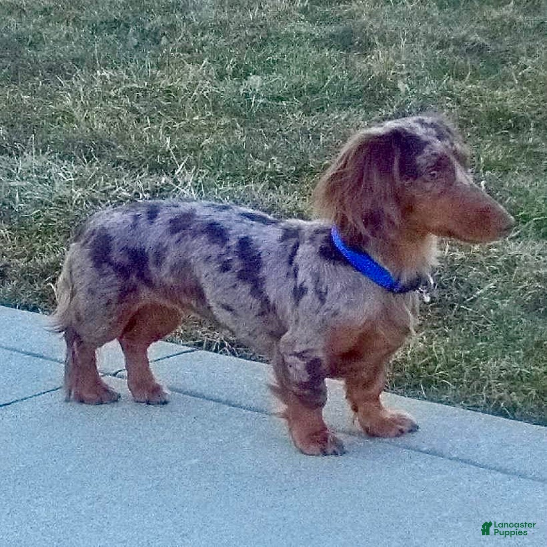 Miniature Dachshund dogs for sale: Mr. Sammy - Image 8