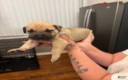 Cane Corso dogs for sale: Nola - Image 3
