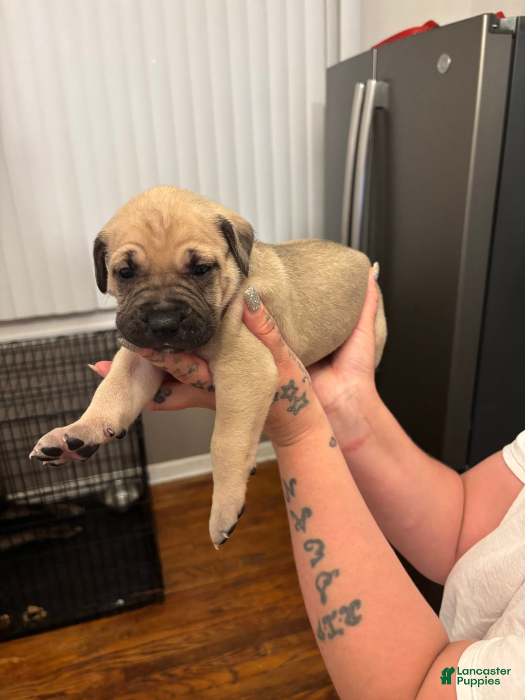 Cane Corso dogs for sale: Nola - Image 3
