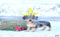 Miniature Dachshund dogs for sale: Trisha - Image 9