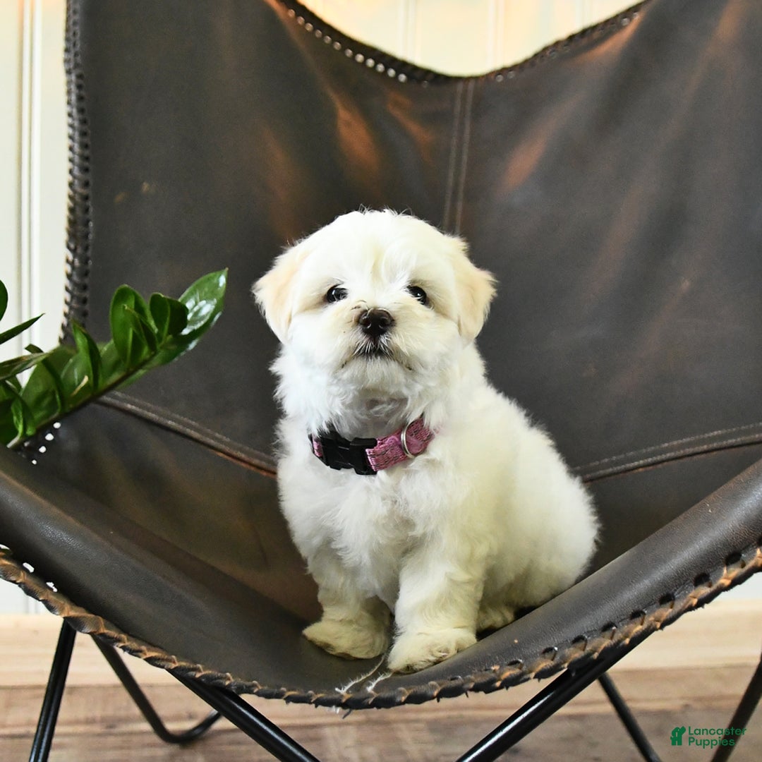 Maltese dogs for sale: Freya - Image 2