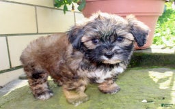 Shihpoo dogs for sale: Lily - Image 2