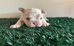 French Bulldog dogs for sale: Duke - Image 1