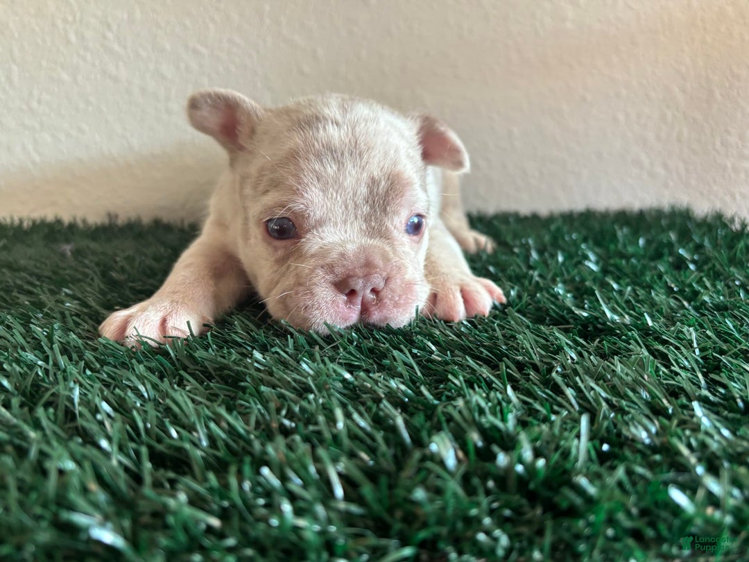 French Bulldog dogs for sale: Duke - Image 1