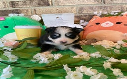 Pomsky dogs for sale: Luffy - Image 6