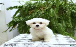 Bichon Frise dogs for sale: Zoey - Image 3