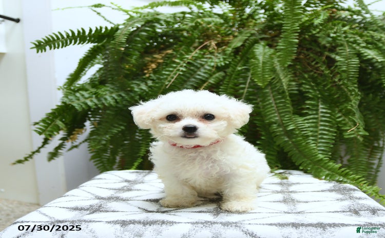 Bichon Frise dogs for sale - Ad 1