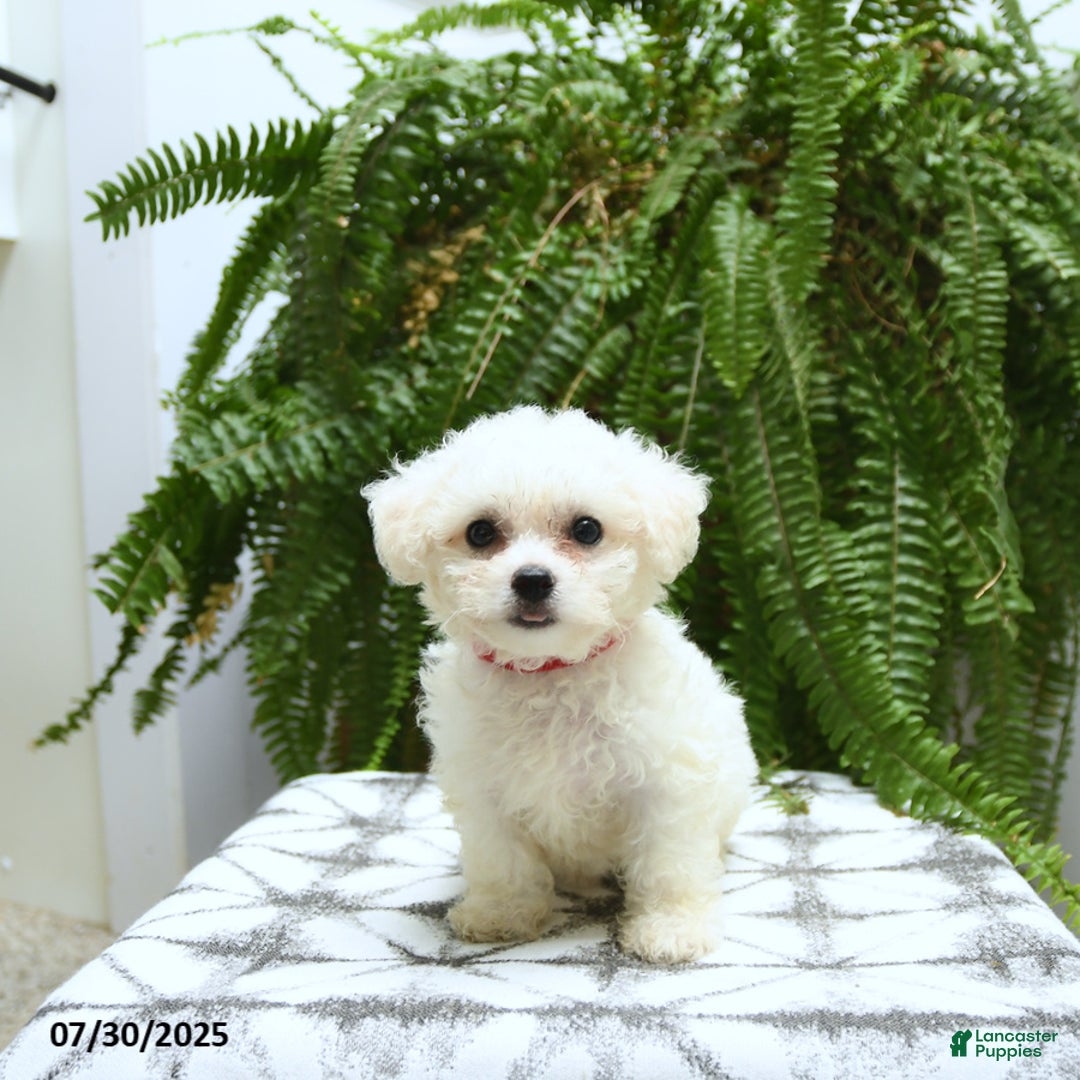Bichon Frise dogs for sale: Zoey - Image 3