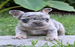French Bulldog dogs for sale: Kyler - Image 1