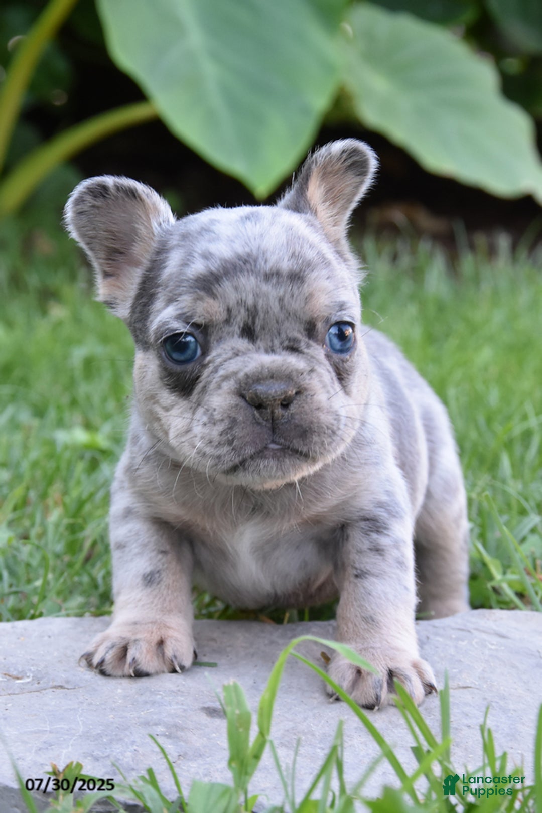 French Bulldog dogs for sale: Kyler - Image 1