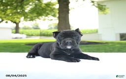 Cane Corso dogs for sale: Lucy - Image 5
