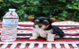 Yorkshire Terrier dogs for sale: Teddy Teacup - Image 7