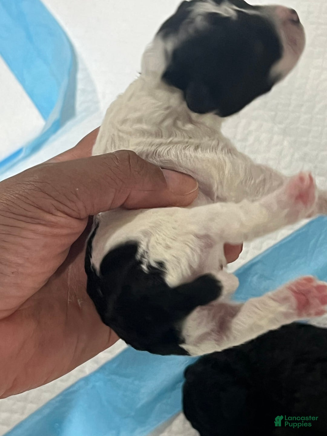 Mini Goldendoodle dogs for sale: Ocean - Image 1
