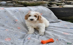 Mini Goldendoodle dogs for sale: Dallas - Image 4