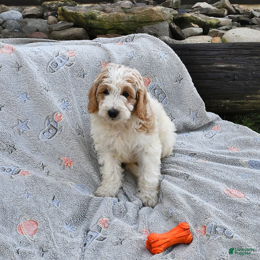 Mini Goldendoodle dogs for sale: Dallas - Image 4