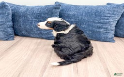 Mini Bernedoodle dogs for sale: Raven - Image 2