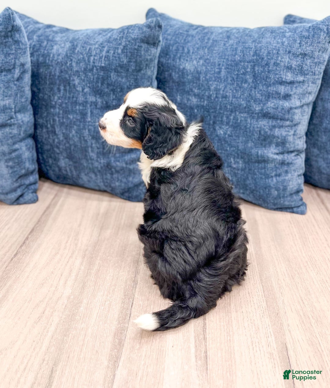 Mini Bernedoodle dogs for sale: Raven - Image 2