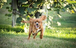 Cavalier King Charles Spaniel dogs for sale: Clifford - Image 16