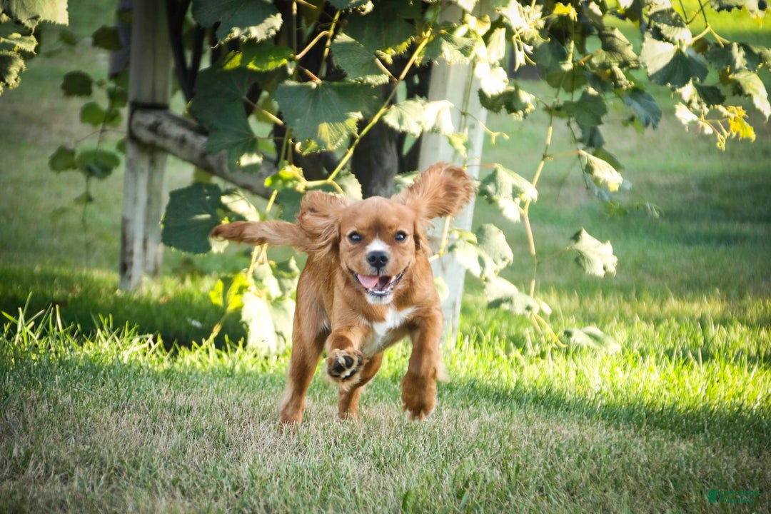 Cavalier King Charles Spaniel dogs for sale: Clifford - Image 16