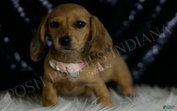 Miniature Dachshund dogs for sale: Meeka - Image 3