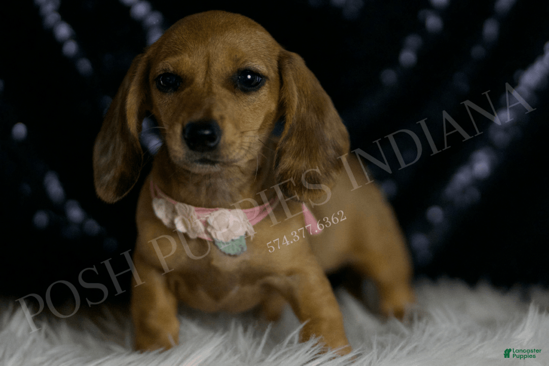 Miniature Dachshund dogs for sale: Meeka - Image 3