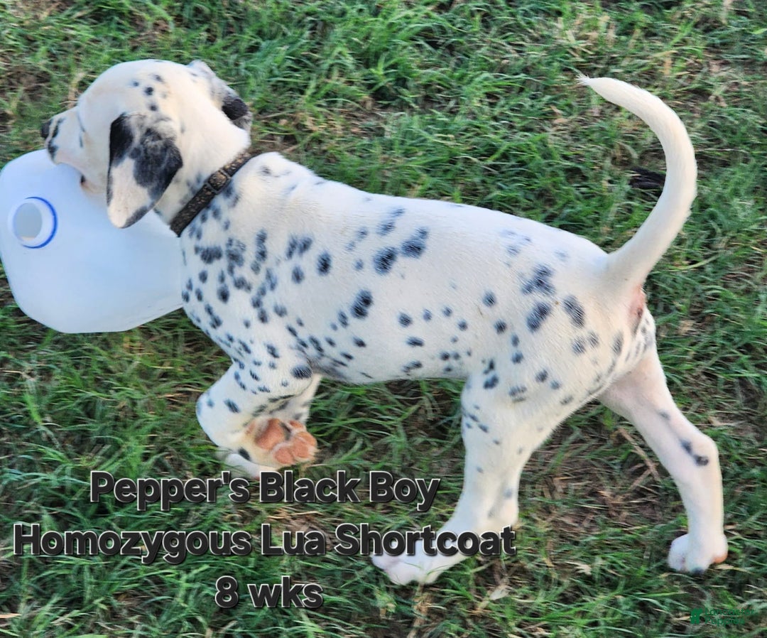 Dalmatian dogs for sale: Peppers Black Boy - Image 10