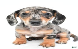 Miniature Dachshund dogs for sale: Jill - Image 3
