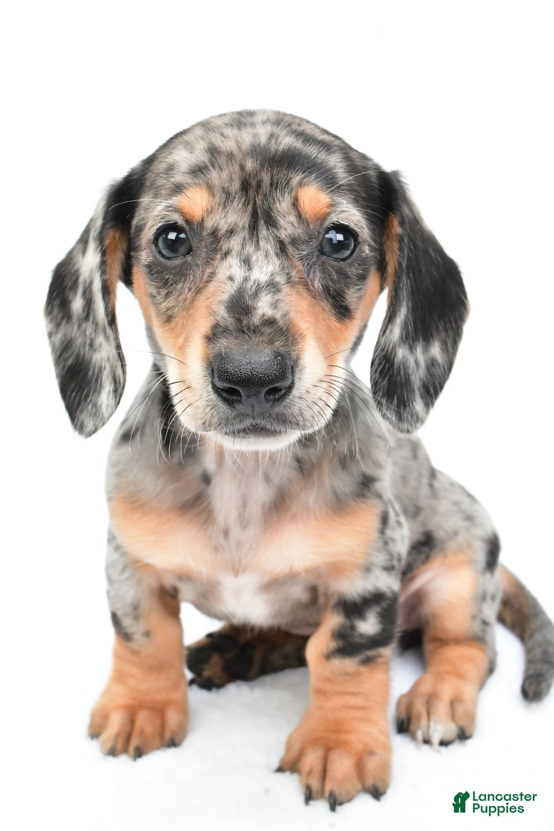 Miniature Dachshund dogs for sale: Jill - Image 3