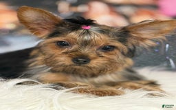 Yorkshire Terrier dogs for sale: Lola - Image 1