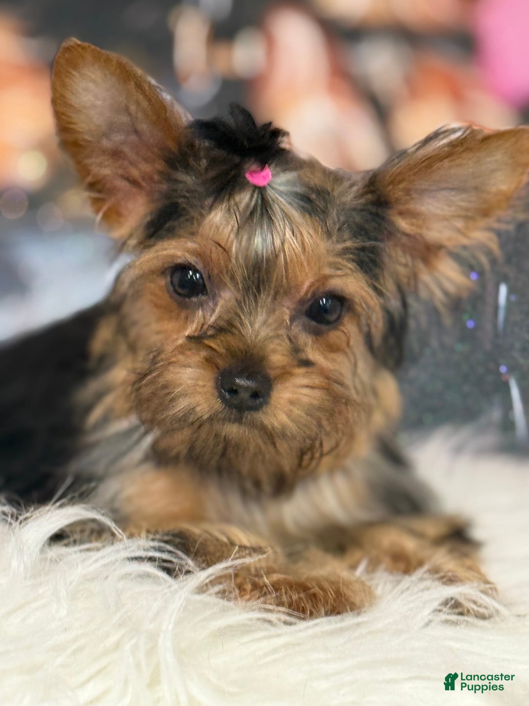Yorkshire Terrier dogs for sale: Lola - Image 1