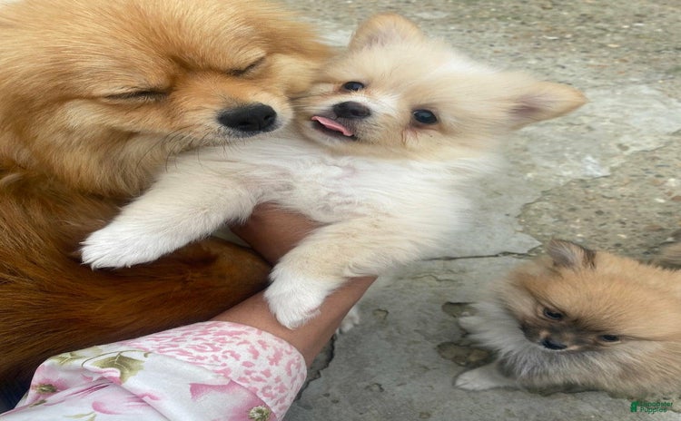 Pomeranian dogs for sale - Ad 3
