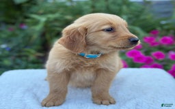 Golden Retriever dogs for sale: Teddy - Image 10