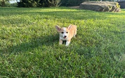 Welsh Corgi Pembroke dogs for sale: Molly - Image 13