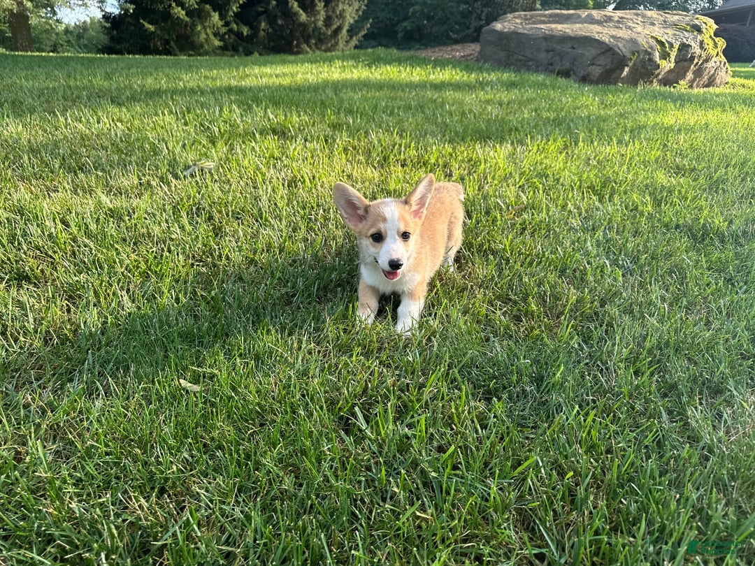 Welsh Corgi Pembroke dogs for sale: Molly - Image 13